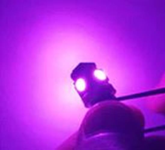 100 x Pink / Purple 12v BA9S 5x5050smd 150lm Pink / Purple Bulk Buy (100pcs)